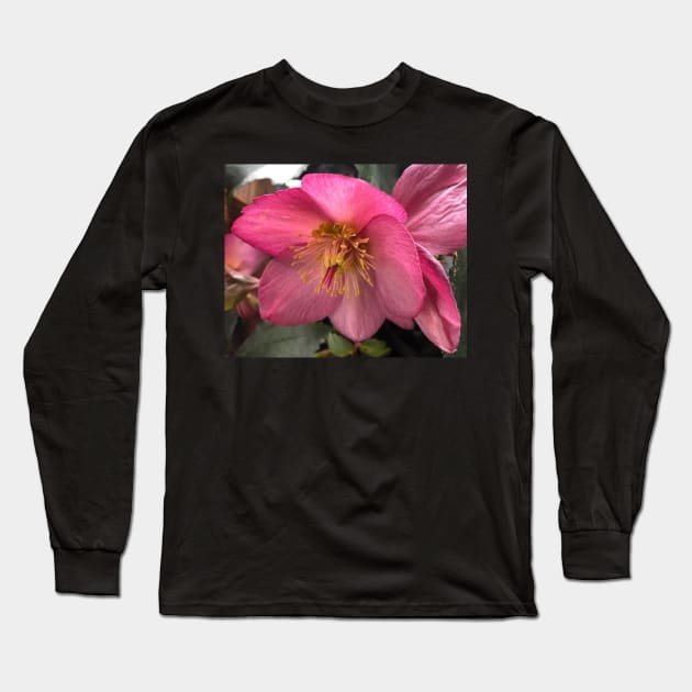 The Tender Winter Pink Hellebore Long Sleeve T-Shirt by Photomersion